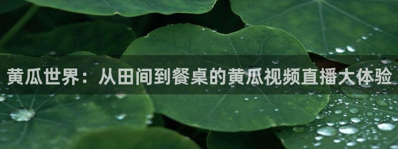 山猫体育直播在线观看：黄瓜世界：从田间到餐桌的黄瓜视频直播大体验